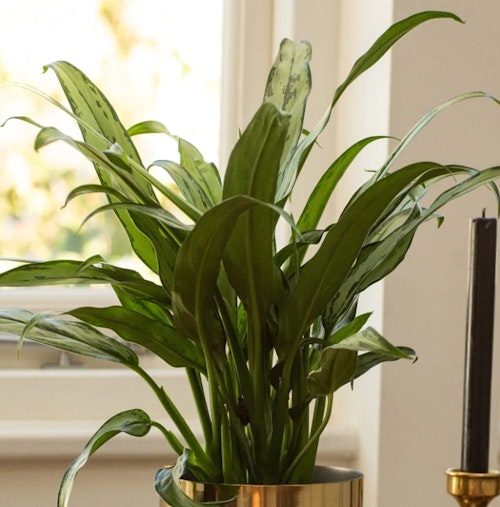 These 15 Houseplants Will Survive Your Cold, Drafty Bedroom Grazia